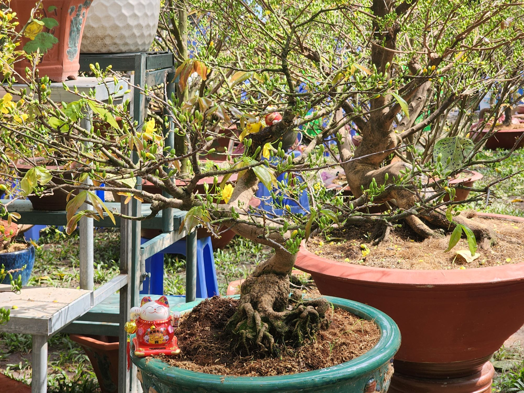 The September 23 Park is one of the must-visit destinations in Ho Chi Minh City if you want to admire the colorful yellow apricot blossoms